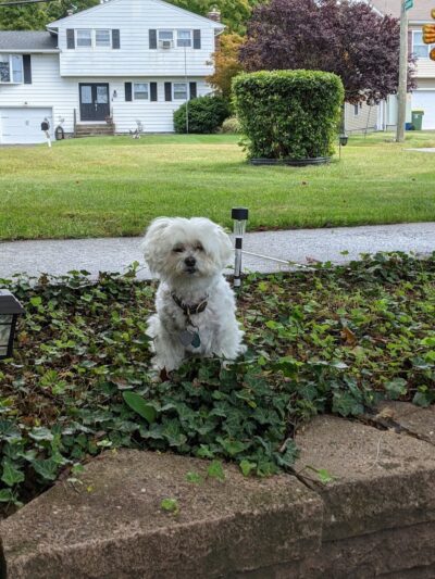 Murray Park - Waterbury, CT