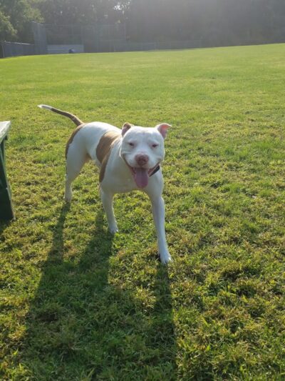 Murray Park - Waterbury, CT