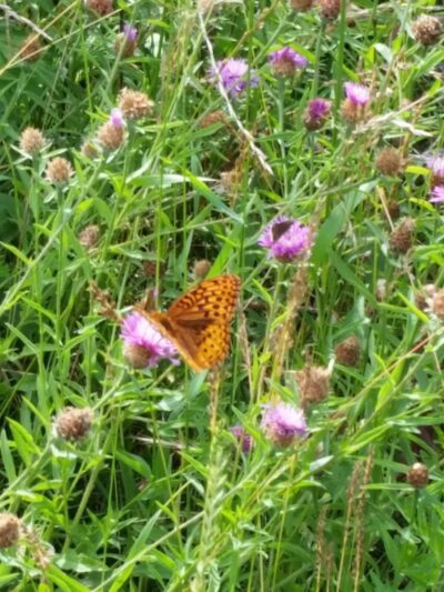 Murray Park - Waterbury, CT