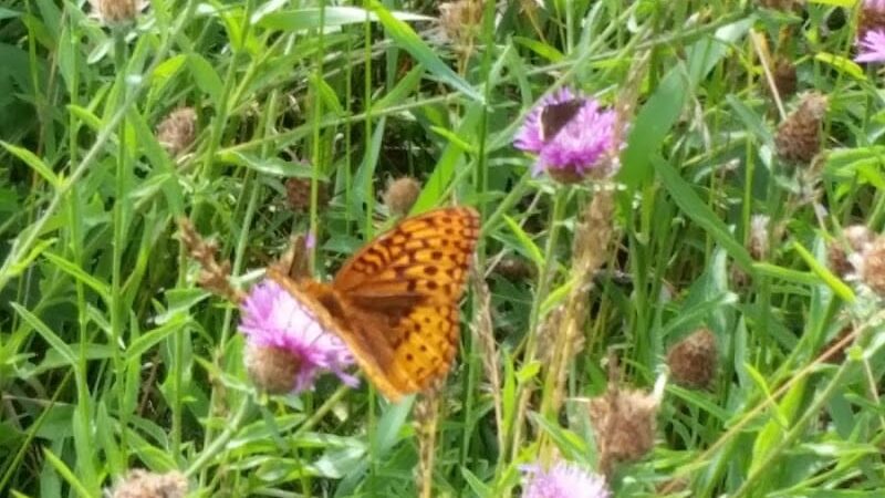 Murray Park - Waterbury, CT