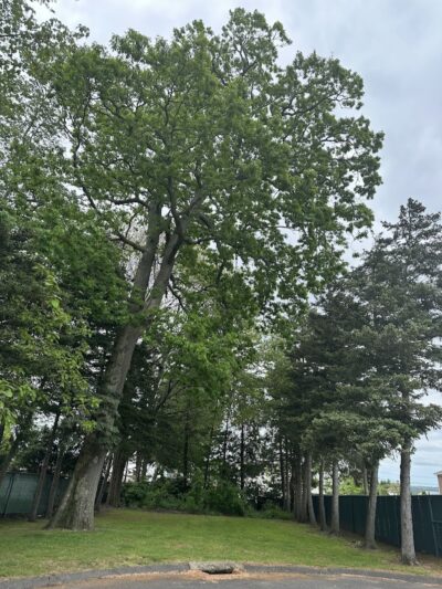 Town Plot - Waterbury, CT