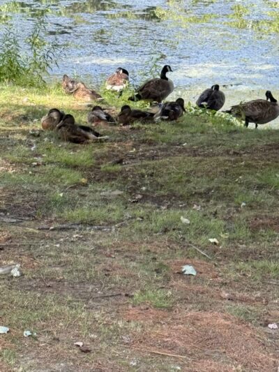 Fulton Park - Waterbury, CT