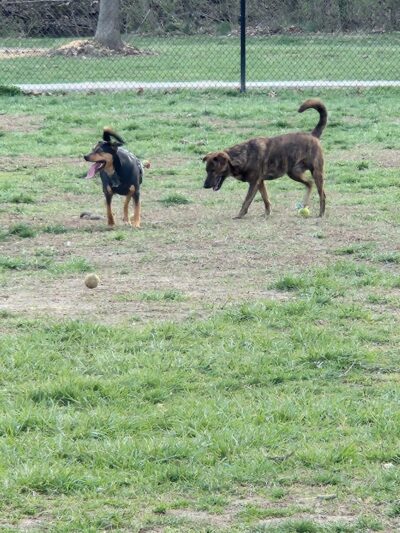 Dog Park - Waterloo, IL