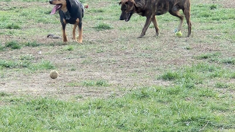 Dog Park - Waterloo, IL