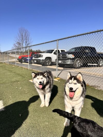Dog Park - Waterloo, IL