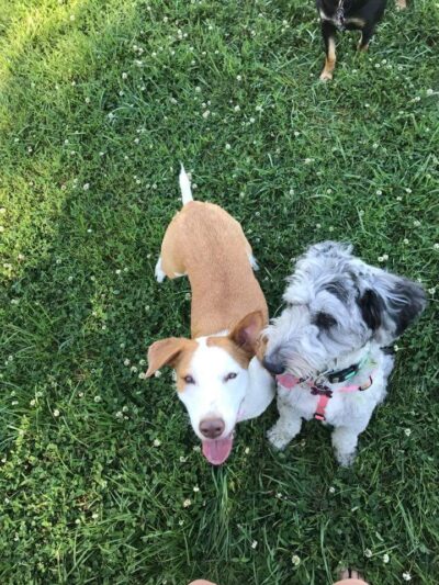 Dog Park - Waterloo, IL