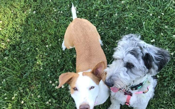 Dog Park - Waterloo, IL