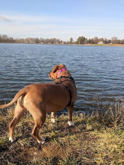 Dog Park - Waterloo, IL