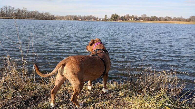 Dog Park - Waterloo, IL
