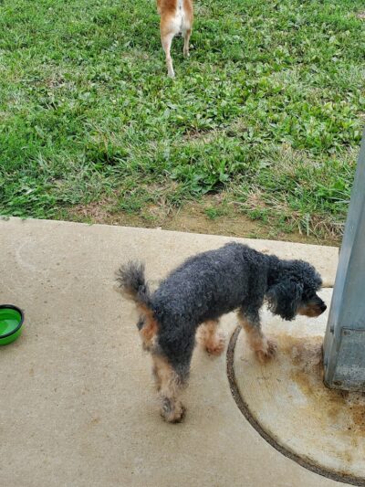 Dog Park - Waterloo, IL