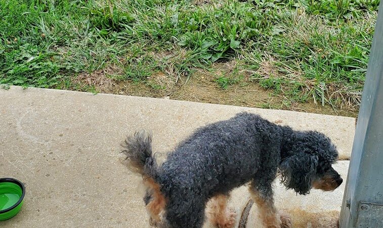 Dog Park - Waterloo, IL