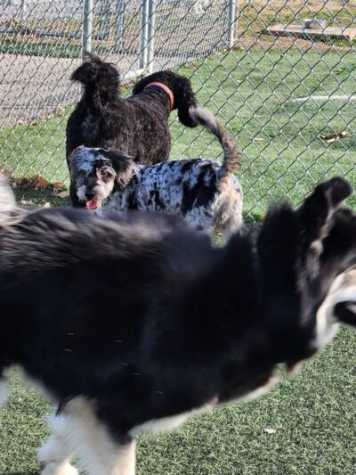 Dog Park - Waterloo, IL