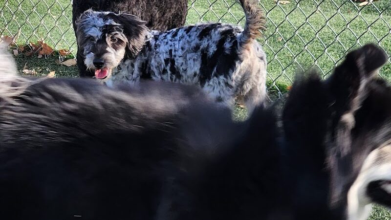 Dog Park - Waterloo, IL