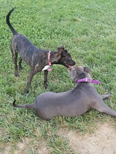 Dog Park - Waterloo, IL