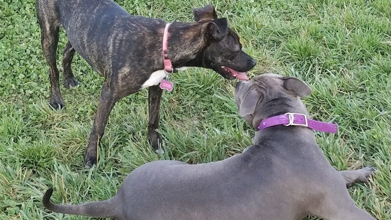 Dog Park - Waterloo, IL