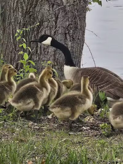 Hudson Shores Park - Watervliet, NY