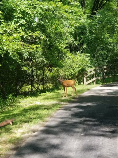 Mohawk-Hudson Bike Trail, Watervliet Parking - Watervliet, NY