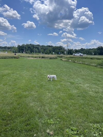 Lakewood Off-Leash Dog Area - Wauconda, IL
