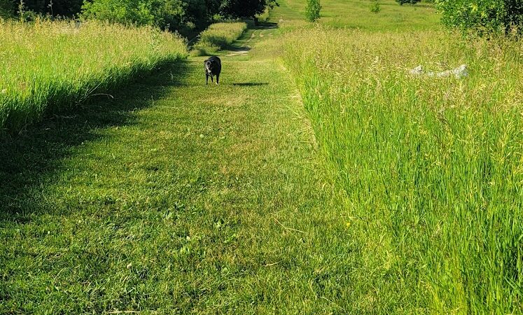 Lakewood Off-Leash Dog Area - Wauconda, IL