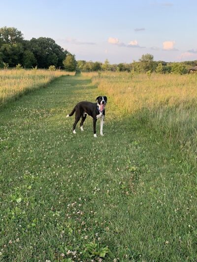 Lakewood Off-Leash Dog Area - Wauconda, IL