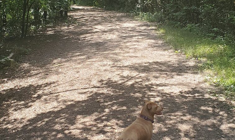 Lakewood Off-Leash Dog Area - Wauconda, IL