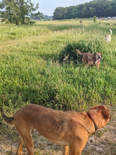 Lakewood Off-Leash Dog Area - Wauconda, IL
