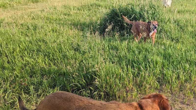 Lakewood Off-Leash Dog Area - Wauconda, IL