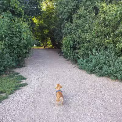 Lakewood Off-Leash Dog Area - Wauconda, IL