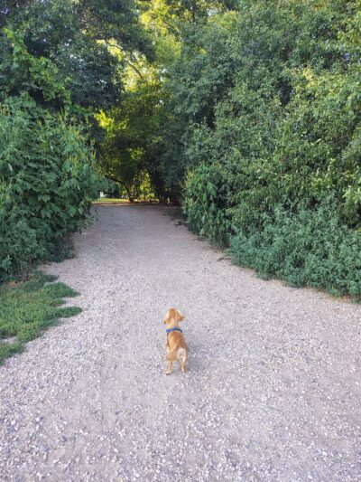 Lakewood Off-Leash Dog Area - Wauconda, IL
