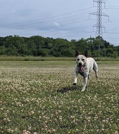 Waukegan Savanna Off-Leash Dog Area - Waukegan, IL