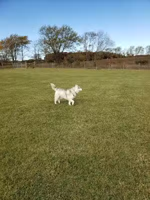 Waukegan Savanna Off-Leash Dog Area - Waukegan, IL
