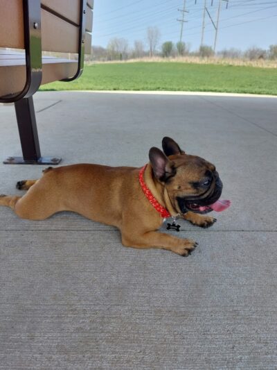 Waukegan Savanna Off-Leash Dog Area - Waukegan, IL