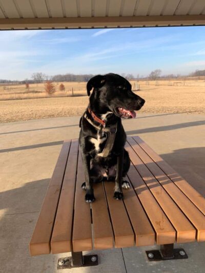 Waukegan Savanna Off-Leash Dog Area - Waukegan, IL