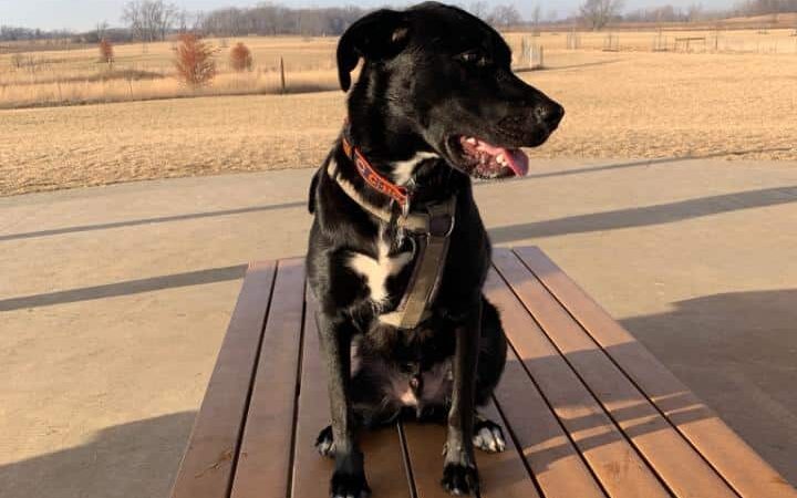 Waukegan Savanna Off-Leash Dog Area - Waukegan, IL