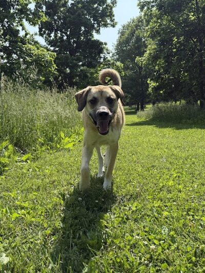 Minooka Dog Park - Waukesha, WI