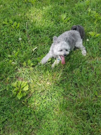 Minooka Dog Park - Waukesha, WI