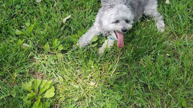 Minooka Dog Park - Waukesha, WI