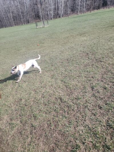 Minooka Dog Park - Waukesha, WI