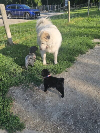 Minooka Dog Park - Waukesha, WI