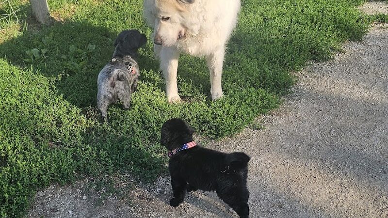 Minooka Dog Park - Waukesha, WI