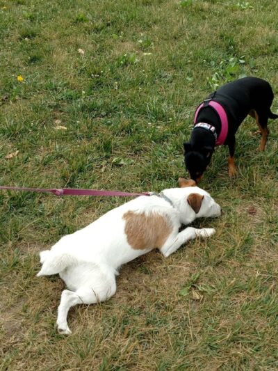 Minooka Dog Park - Waukesha, WI