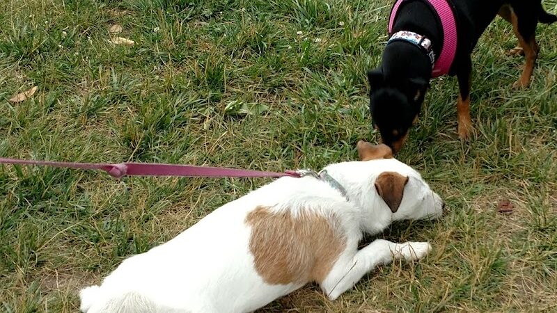 Minooka Dog Park - Waukesha, WI