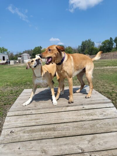 Waupun Dog Park - Waupun, WI