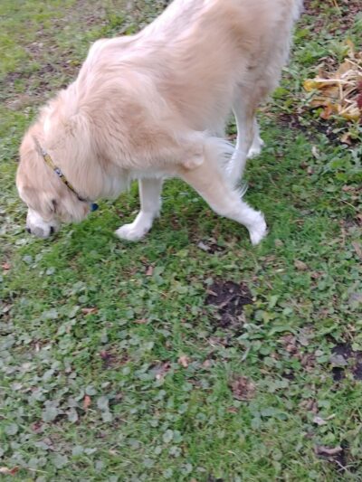 Waupun Dog Park - Waupun, WI