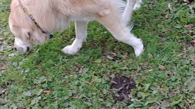 Waupun Dog Park - Waupun, WI