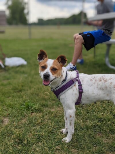 Waupun Dog Park - Waupun, WI