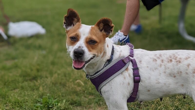 Waupun Dog Park - Waupun, WI