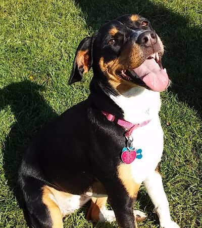 Waupun Dog Park - Waupun, WI