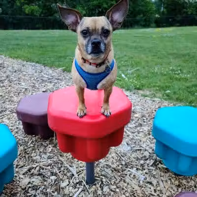 Wausau Two Hearts Dog Park - Wausau, WI