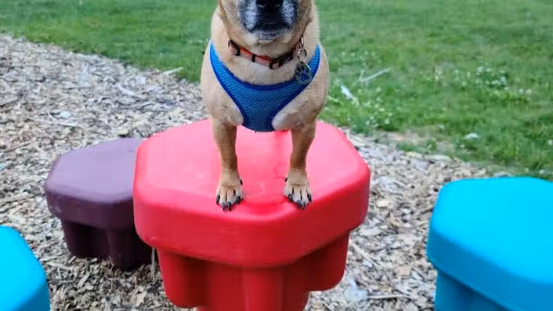 Wausau Two Hearts Dog Park - Wausau, WI